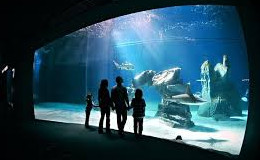Genova: Aquarium